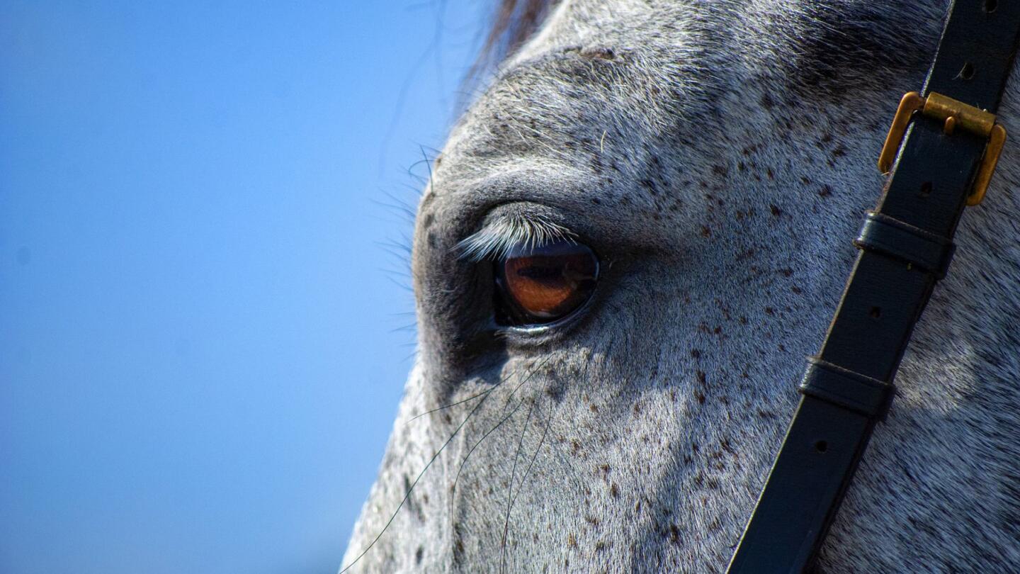 Collecting An Equine Individual Sample