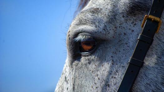 Collecting An Equine Individual Sample