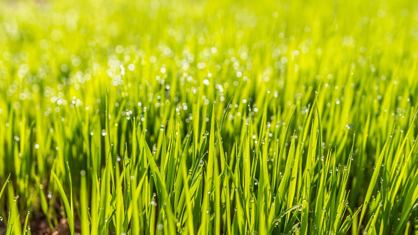 Collecting A Pasture Sample