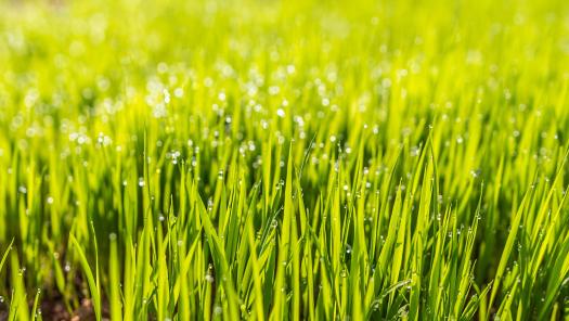 Collecting A Pasture Sample