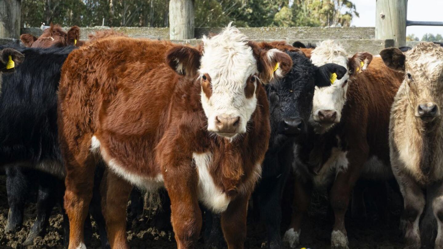 Collecting A Cattle Individual Sample