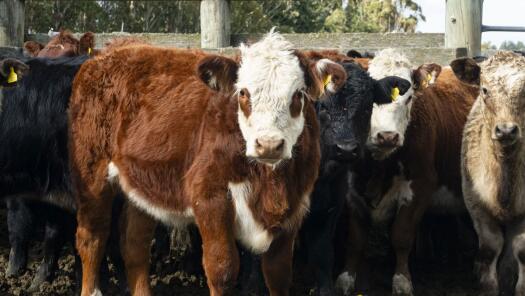 Collecting A Cattle Individual Sample