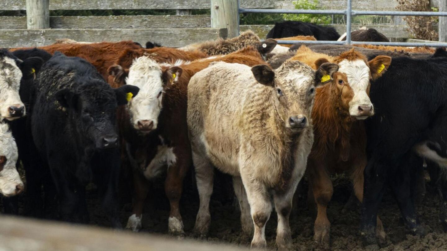 Collecting A Cattle Mob Sample