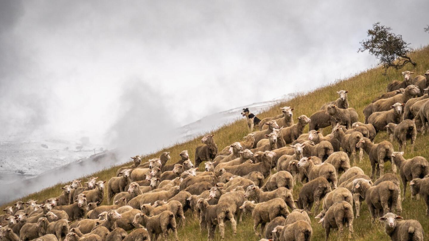 Collecting Sheep, Goat & Camelid Mob Samples