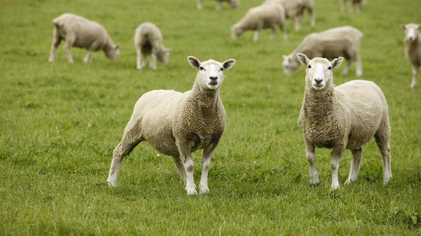 Collecting Sheep, Goat & Camelid Individual Samples