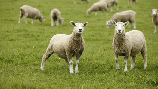 Collecting Sheep, Goat & Camelid Individual Samples