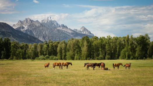 Collecting An Equine Mob Sample
